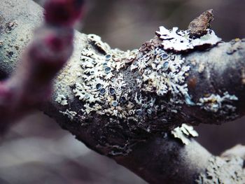 Close-up of damaged tree trunk