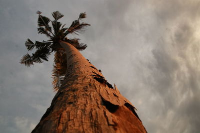 Low angle view of coconut palm tree against sky