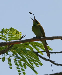 Low angle view of bird perching on branch against sky