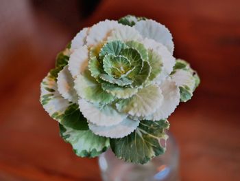 Close-up of flower blooming outdoors