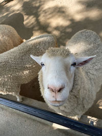 Close-up of sheep