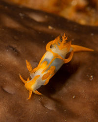 Close-up of crab swimming in sea
