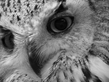 Close-up portrait of owl