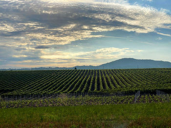 Scenic view of vineyard against sky