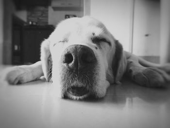 Close-up portrait of dog at home