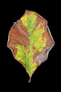 Close-up of autumn leaf against black background