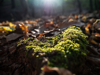 Close-up of moss growing on field