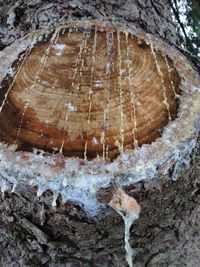 Close-up of a tree trunk