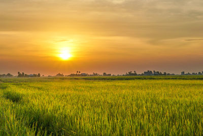 Scenic view of field against sky during sunset