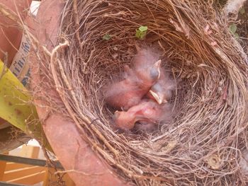 Close-up of young bird in nest