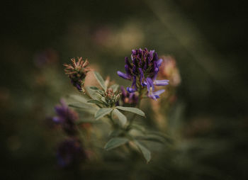 Close-up of purple flowering plant
