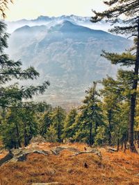 Scenic view of pine trees on field against sky