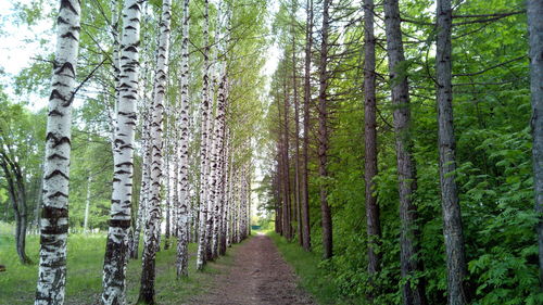 Panoramic shot of bamboo trees in forest