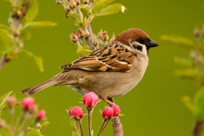 Close-up of bird perching on flower