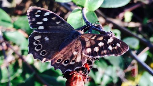 Close-up of butterfly on leaf