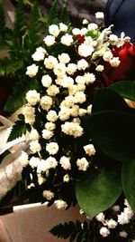 Close-up of white flowers blooming outdoors