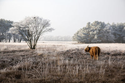 Horse on snow field against sky during winter