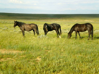 Horses in a field