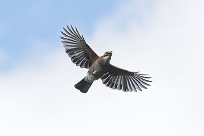 Low angle view of eagle flying against clear sky