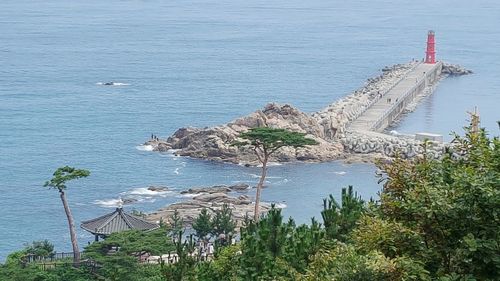 High angle view of palm trees by sea