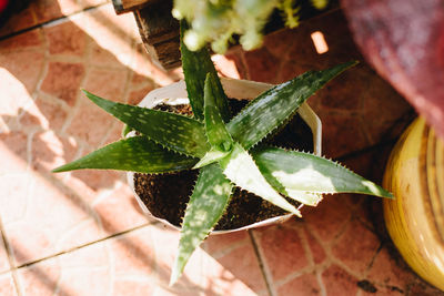 High angle view of succulent plant in pot
