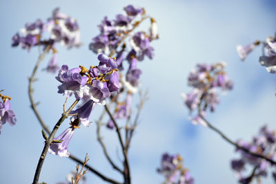 Close-up of cherry blossom against sky