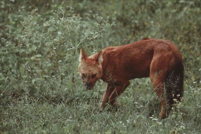 Indian wild dog or dhole in bandipur national park