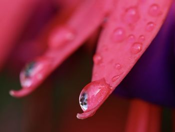 Close-up of wet pink flower