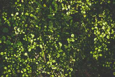 Full frame shot of fresh green plants