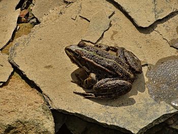 High angle view of crab on rock