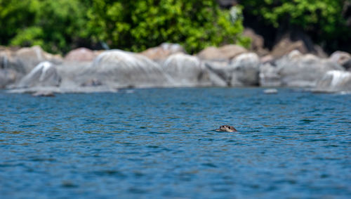 Ducks swimming in sea