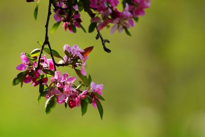 Close-up of pink flowering plant