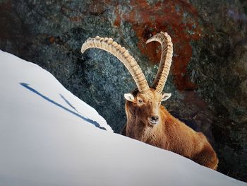 Portrait of deer in snow