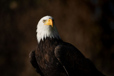 Close-up of eagle against blurred background