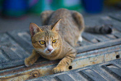 Close-up portrait of tabby cat