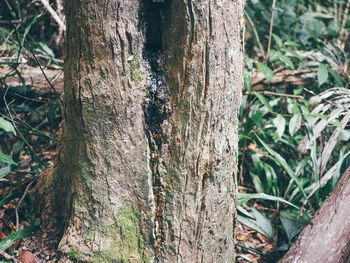 Close-up of moss growing on tree trunk