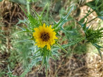 Close-up of yellow flower