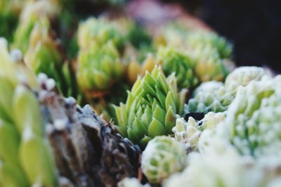 Close-up of plant