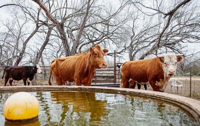 Cow standing in a lake