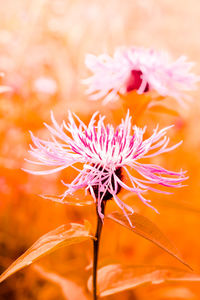 Close-up of orange flowers