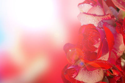 Close-up of wet pink rose flower