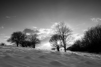 Trees on beach against sky