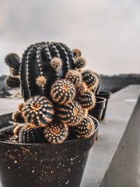 Giant cactus