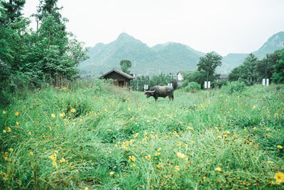 Horses in a field