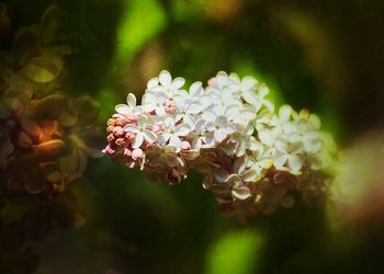 Close-up of flowers blooming outdoors
