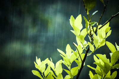 Close-up of wet plant leaves during rainy season