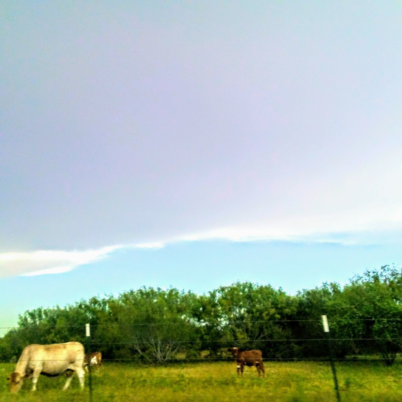 COWS GRAZING IN FIELD