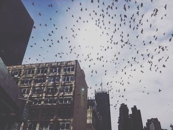 Low angle view of silhouette birds flying against sky