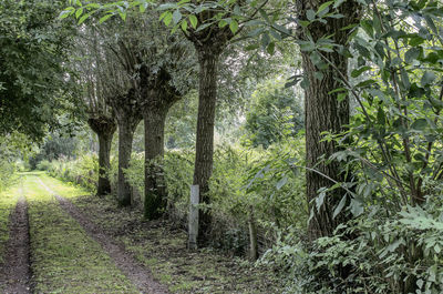 View of trees in forest