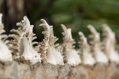 Close-up of white sculpture against plants